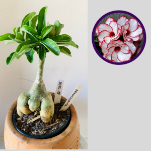 1012 01 Rosa do Deserto Francesinha