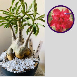 1012 02 Rosa do Deserto Miss Dior