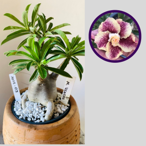 1012 03 Rosa do Deserto Menina Veneno