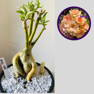 1012 06 Rosa do Deserto Sol Poente