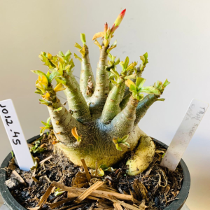 1012 45 Arabicum Thai Soco x Onyx