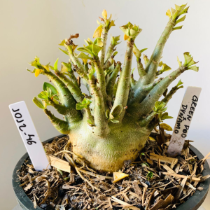 1012 46 Arabicum Green Pod x Dynamo