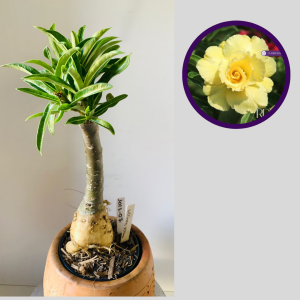 1012 07 Rosa do Deserto Ultimate Yellow