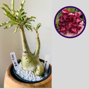 1012 08 Rosa do Deserto Rihanna