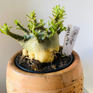 1012 47 Arabicum Brutos