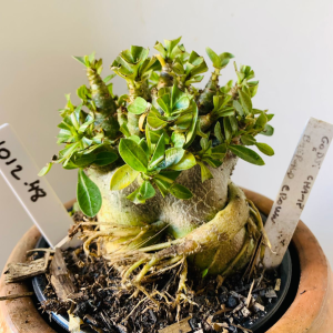 1012 48 Arabicum Godji Champ x Emerald  Crown