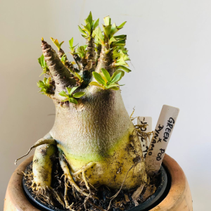 1012 49 Arabicum Green Pod x Dynamo