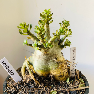 1012 50 Arabicum Dwarf x Godji f2