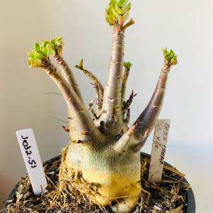 1012 51 Arabicum Godji Champ x kdk