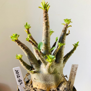 1012 52 Arabicum Yakzaou x Black Hawk x Onyx