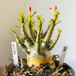 1012 53 Arabicum RBL