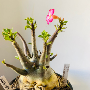 1012 54 Arabicum Bei bid x Black Hawk x Onyx