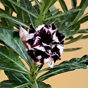 Pré Venda - Rosa Do Deserto Lilac Frost