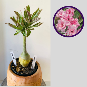 1112 02 Rosa do Deserto Ballet Bolshoi