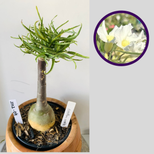 1112 04 Rosa do Deserto Crispum White