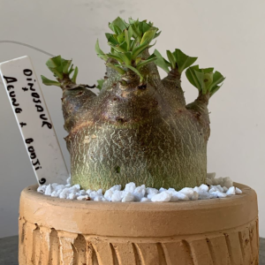 1112 02 Arabicum Dinossaur X Aeung X Godji Dk