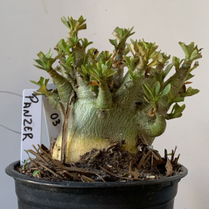 1112 03 Arabicum Panzer