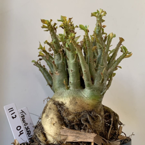 1112 04 Arabicum Tiranossauro