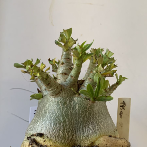 1112 05 Arabicum Tyson