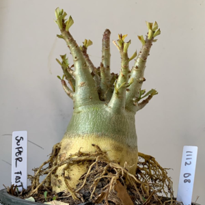 1112 08 Arabicum Super Fast