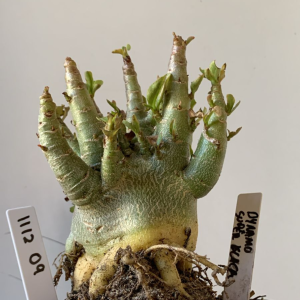 1112 09 Arabicum Dynamo X Super Black