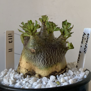 1112 11 Arabicum Dinossaur X Aeung X Godji Dk