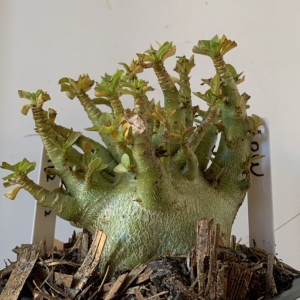 1112 12 Arabicum Low