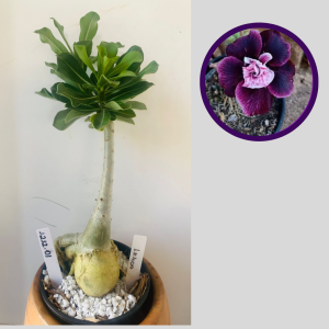 1212 01 Rosa do Deserto Lk 400