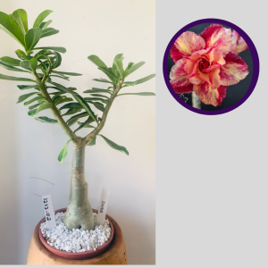 1212 02 Rosa do Deserto Linda