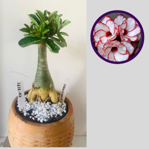 1212 03 Rosa do Deserto Francesinha