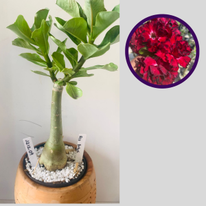 1212 04 Rosa do Deserto Red Buque