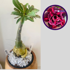 1212 07 Rosa do Deserto Mah Biee