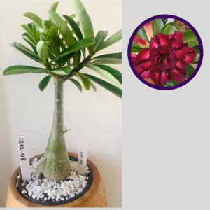 1212 08 Rosa do Deserto Lm50