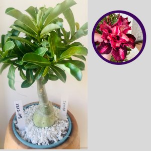 1212 09 Rosa do Deserto Samba