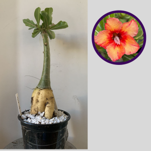 1212 16 Rosa do Deserto Ruby Elf