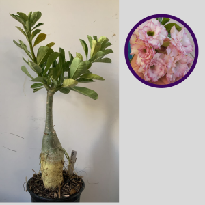 1212 17 Rosa do Deserto Carnation