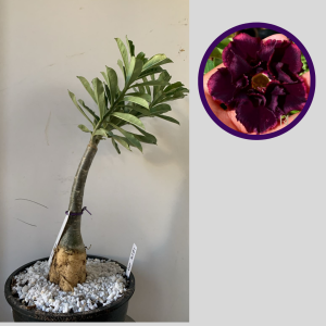 1212 22 Rosa do Deserto P200