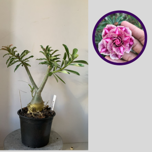 1212 25 Rosa do Deserto Diferente