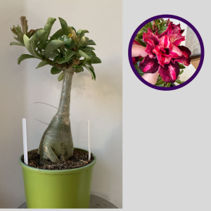 1212 30 Rosa do Deserto Samba