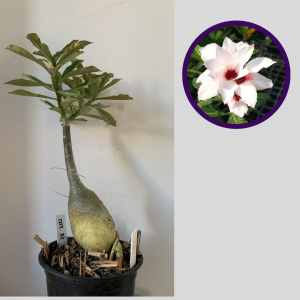 1212 32 Rosa do Deserto A Thousand Years