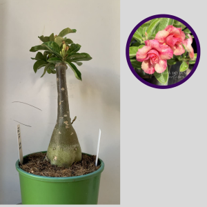 1212 33 Rosa do Deserto Sunset