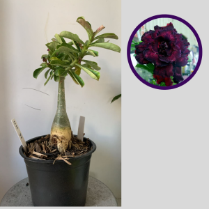 1212 37 Rosa do Deserto Beauty Witch