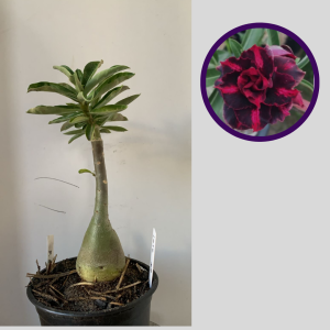 1212 39 Rosa do Deserto Ferrari Black