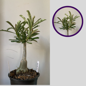 1212 41 Rosa do Deserto Rendeira