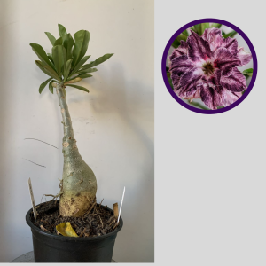 1212 42 Rosa do Deserto Arya Roxa