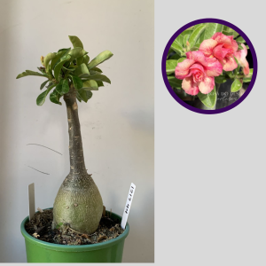 1212 44 Rosa do Deserto Sunset