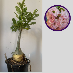 1212 45 Rosa do Deserto Carnation