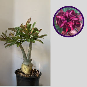 1212 46 Rosa do Deserto Cometa Halley