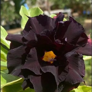 Baby - Rosa Do Deserto P200