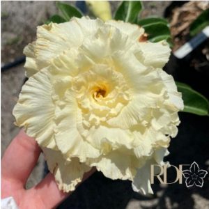 Podadinha - Rosa Do Deserto Pompom